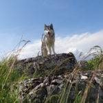 dresser son chien