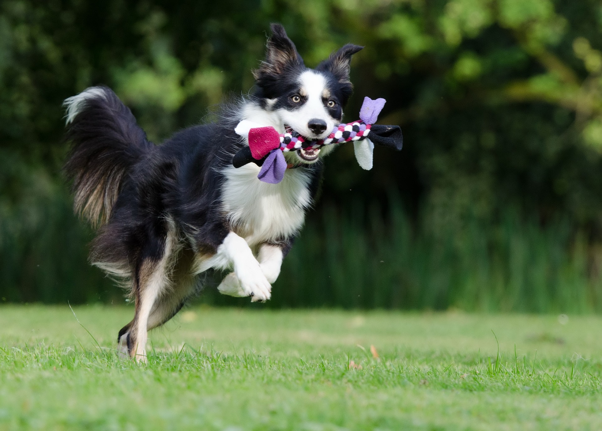 border-collie-g98088a8b9_1920.jpg