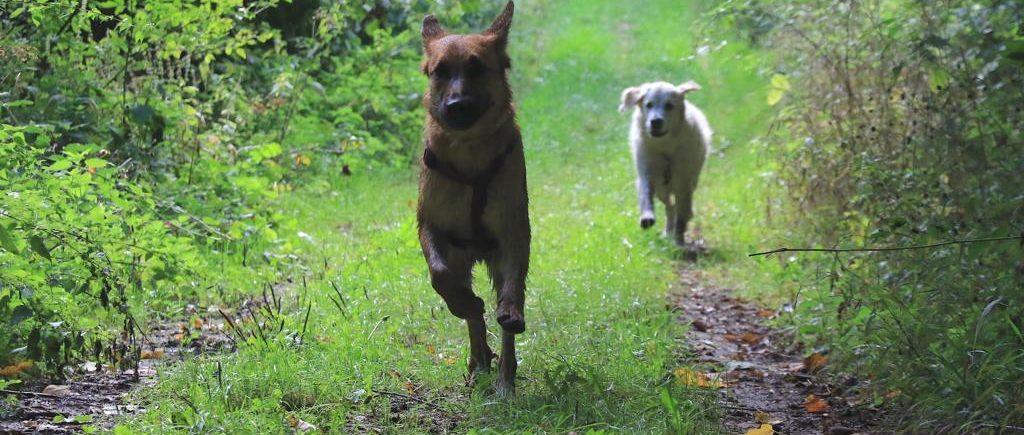 Promenade chien en forêt