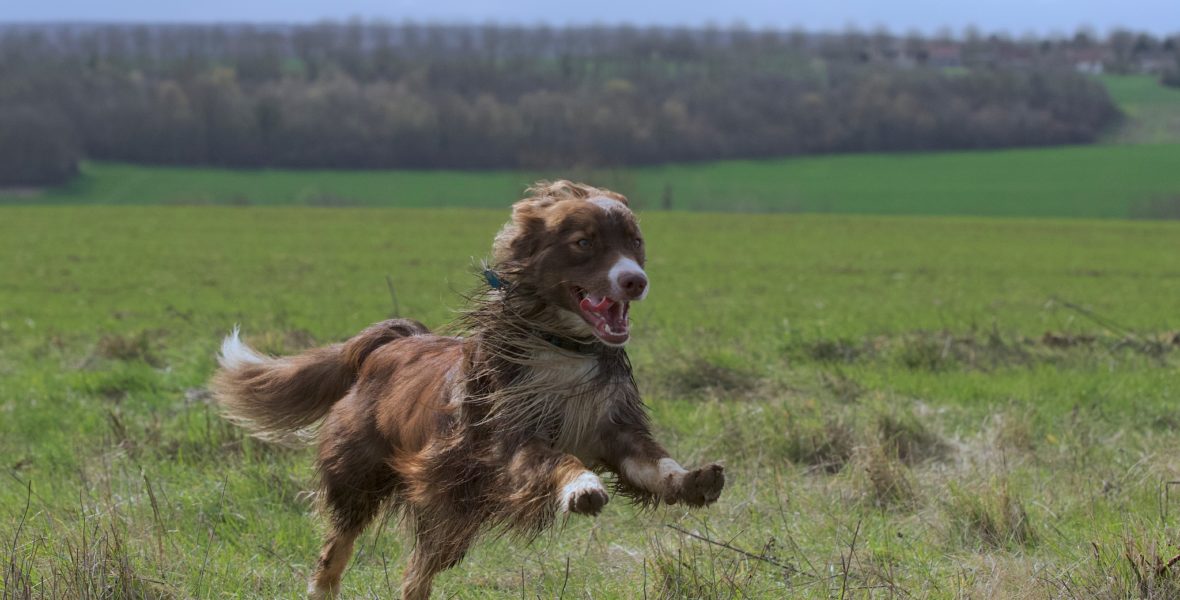 Balader son chien en libre