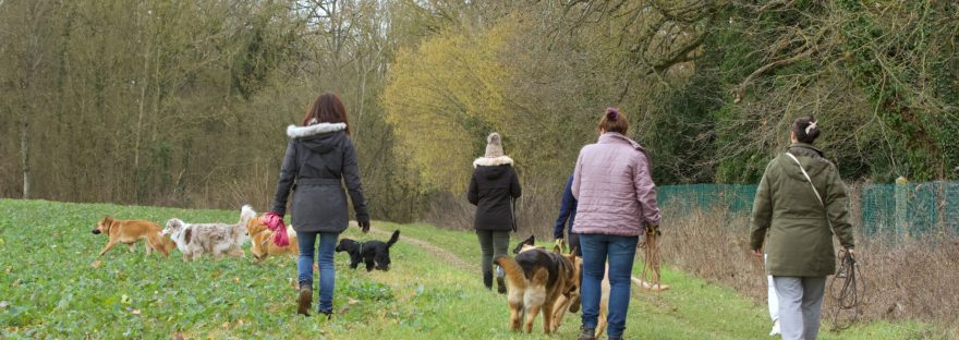 Balades de chiens et humains en Vendée