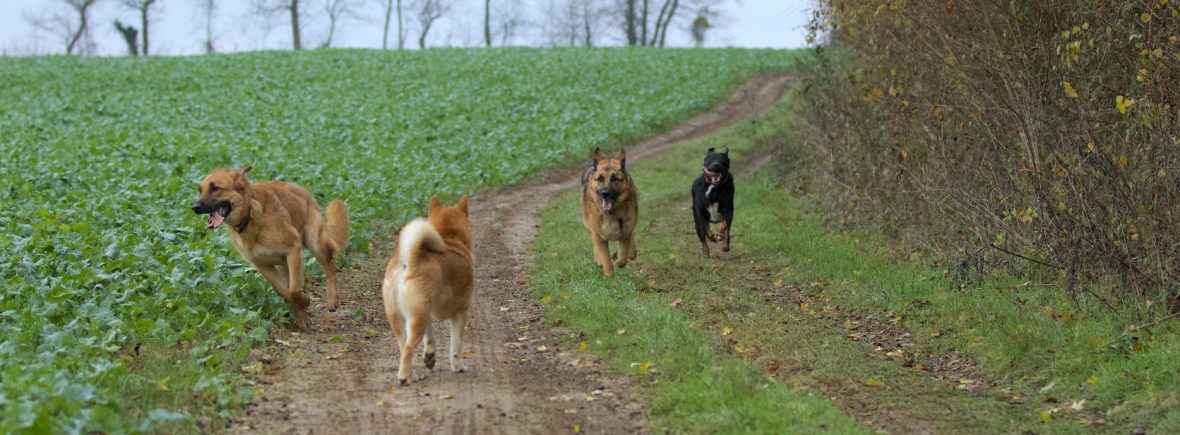 promeneur canin