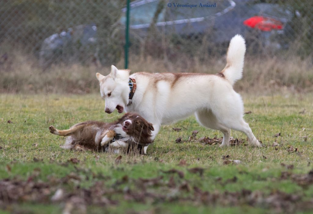 discussion entre un husky et un berger américain miniature