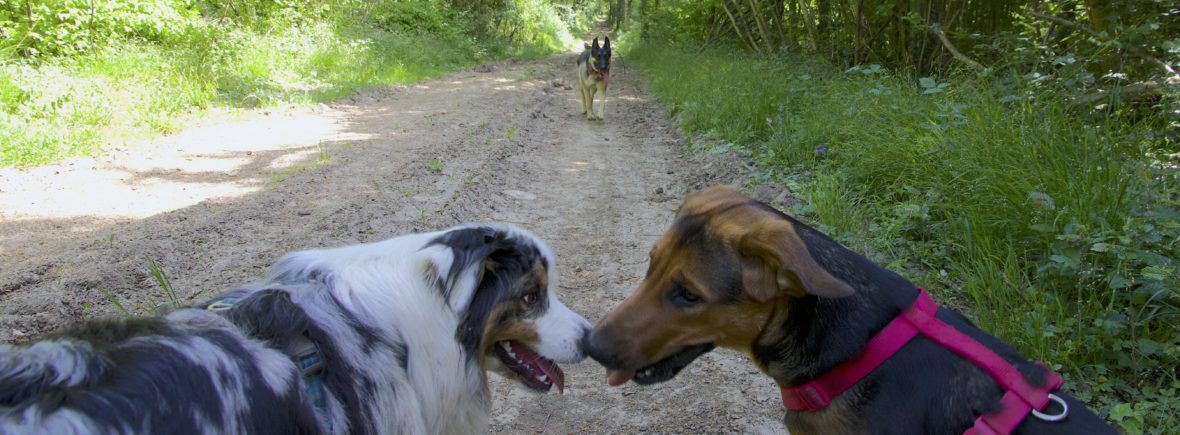 communication canine