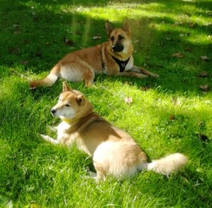 Shiba inu et Malinois